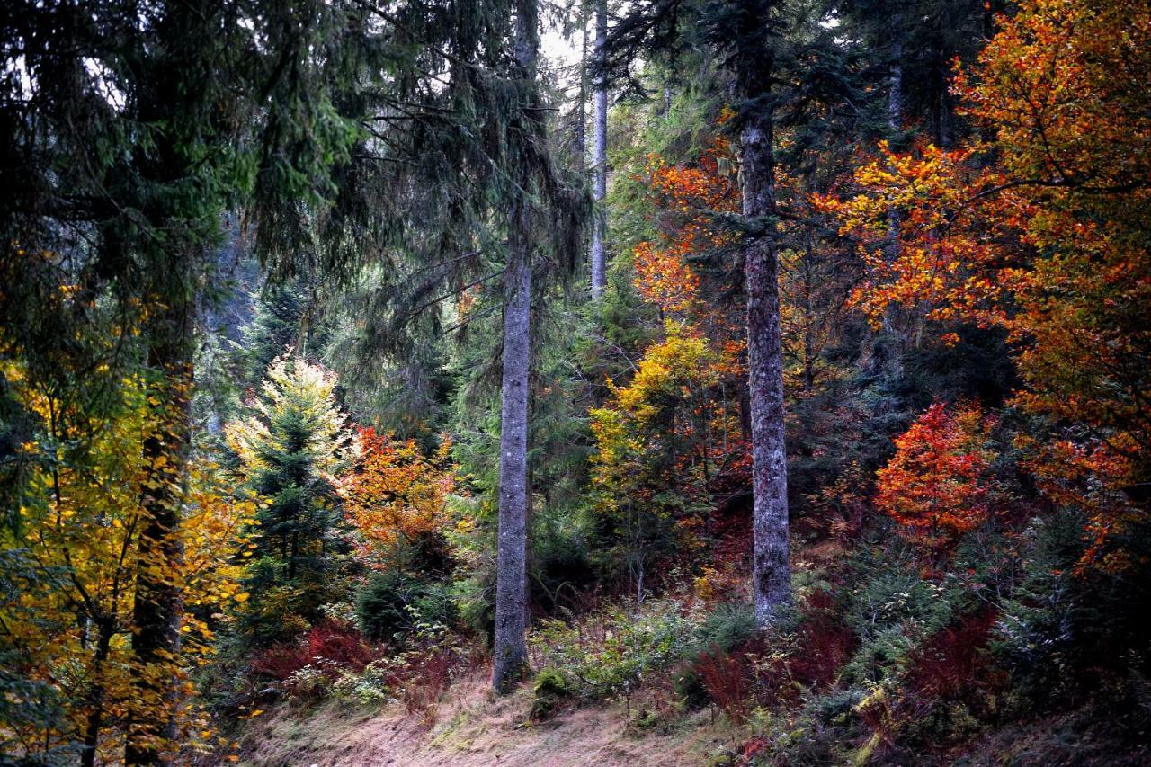 C4 Albmatte-Fewo Sauna, Hallenbad Aussenbecken Massagen Nebenan Menzenschwand-Hinterdorf Buitenkant foto