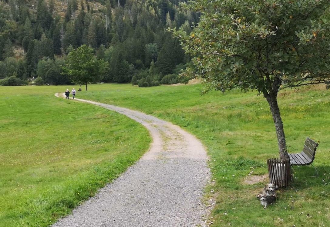 C4 Albmatte-Fewo Sauna, Hallenbad Aussenbecken Massagen Nebenan Menzenschwand-Hinterdorf Buitenkant foto